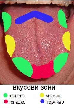 Diagram of a tongue divided into coloured zones labelled bitter at the back, sour and salty on the sides and sweet at the tip.