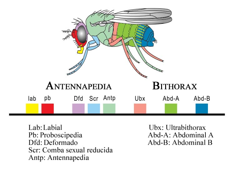 Diagram showing the Hox genes arranged in order along a fruit fly chromosome, aligned above a drawing of the fly embryo showing which body region each gene controls.