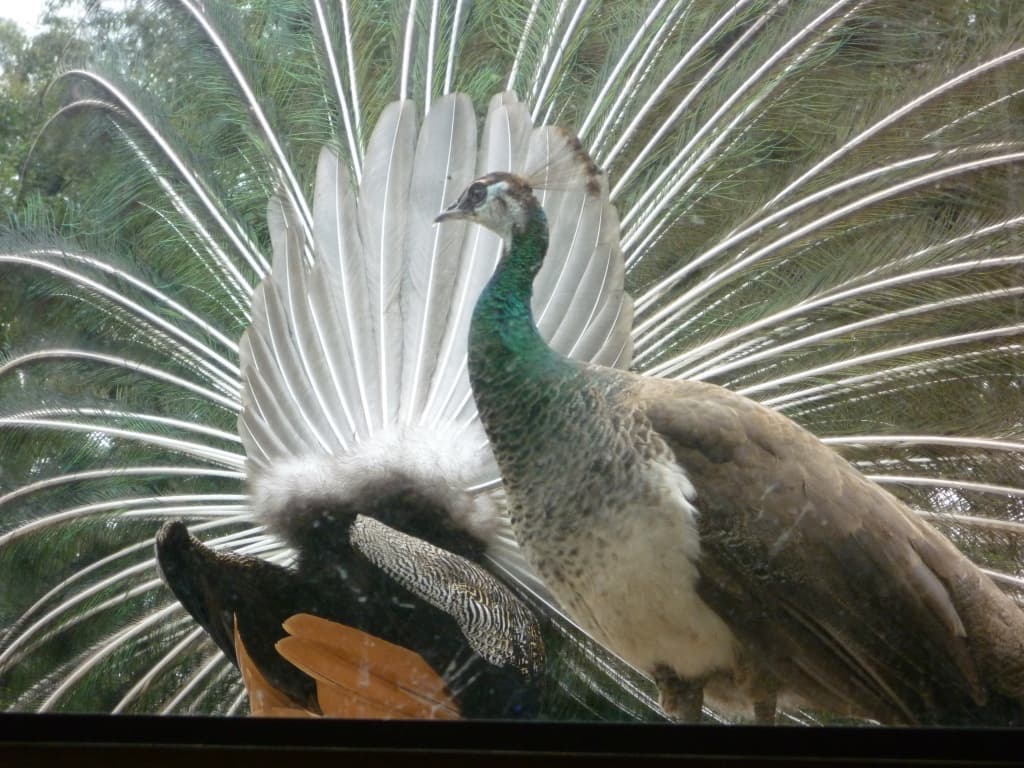 A brown peahen standing in front of a peacock whose huge fan of green and blue eyespot feathers is fully raised.
