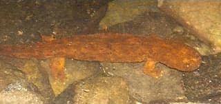 A hellbender salamander, a large flat brown salamander with wrinkled, folded skin, resting on rocks underwater.