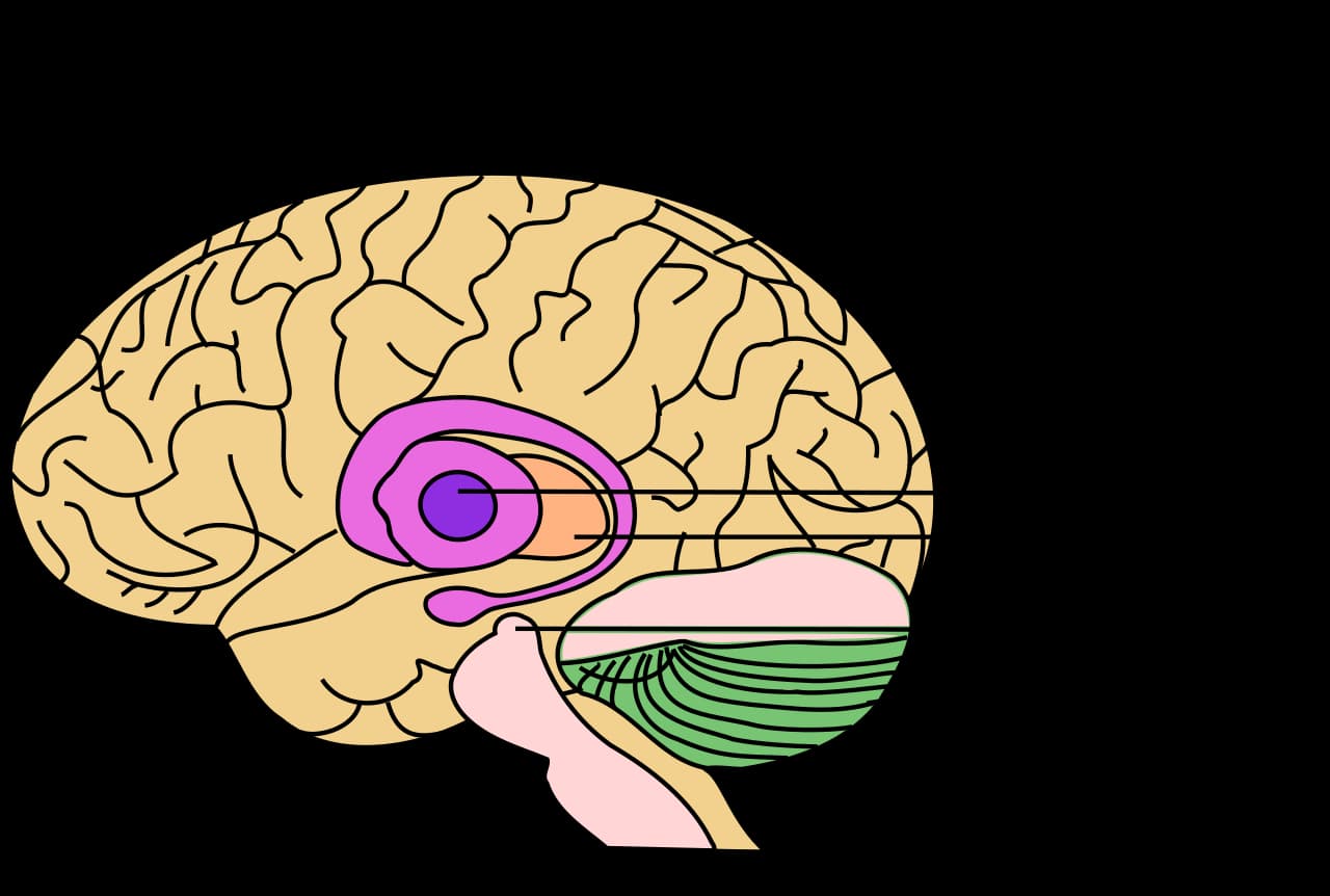 Anatomical diagram showing the basal ganglia and related structures inside the human brain.