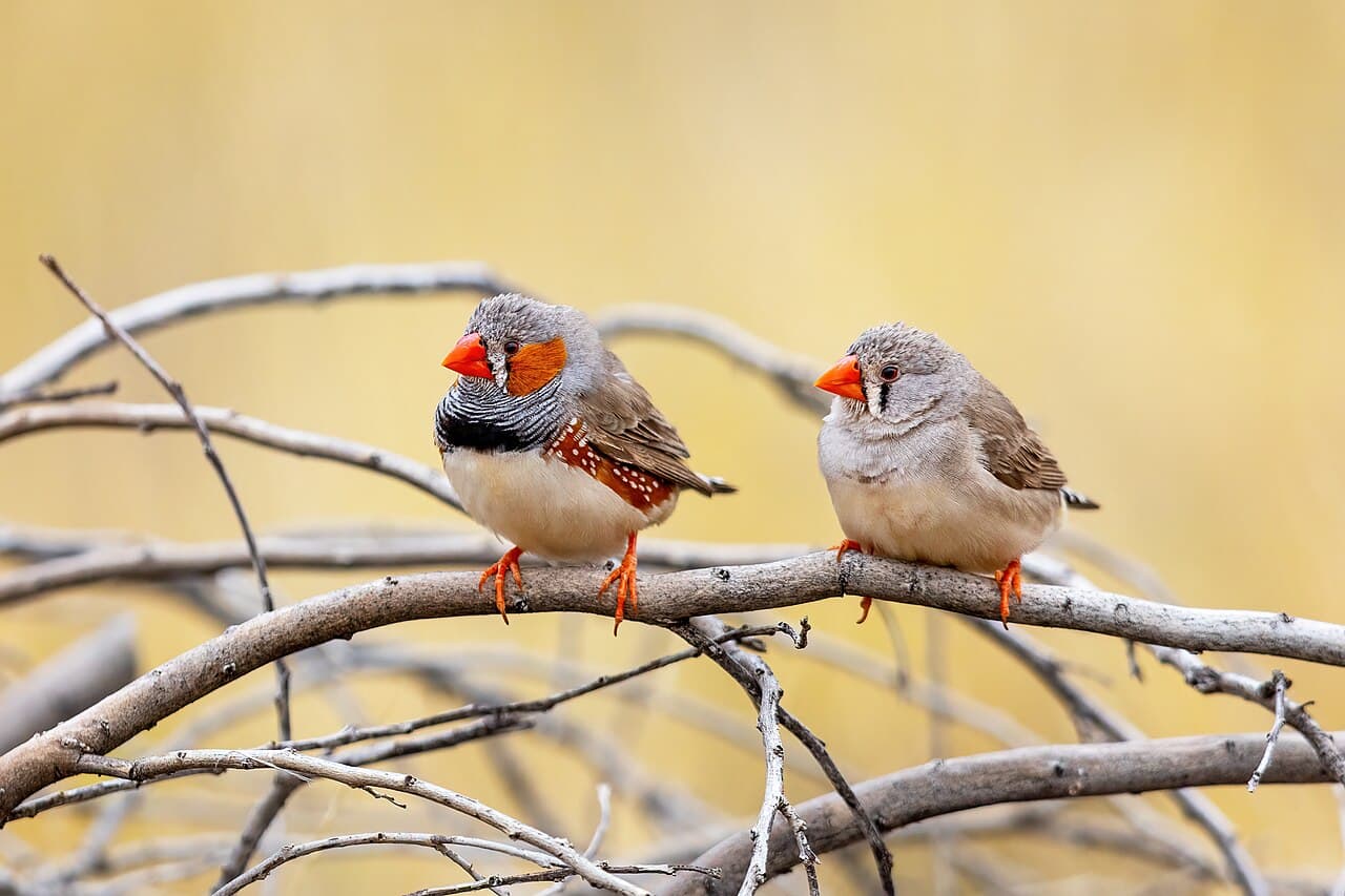 A perched male zebra finch with orange cheek patches and characteristic black and white stripes.