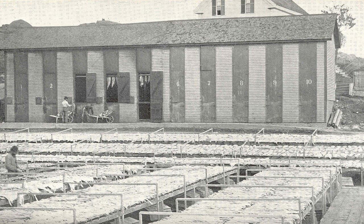 Rows of halibut fish hung on wooden racks to dry outdoors, a historical photograph from Gloucester, Massachusetts.