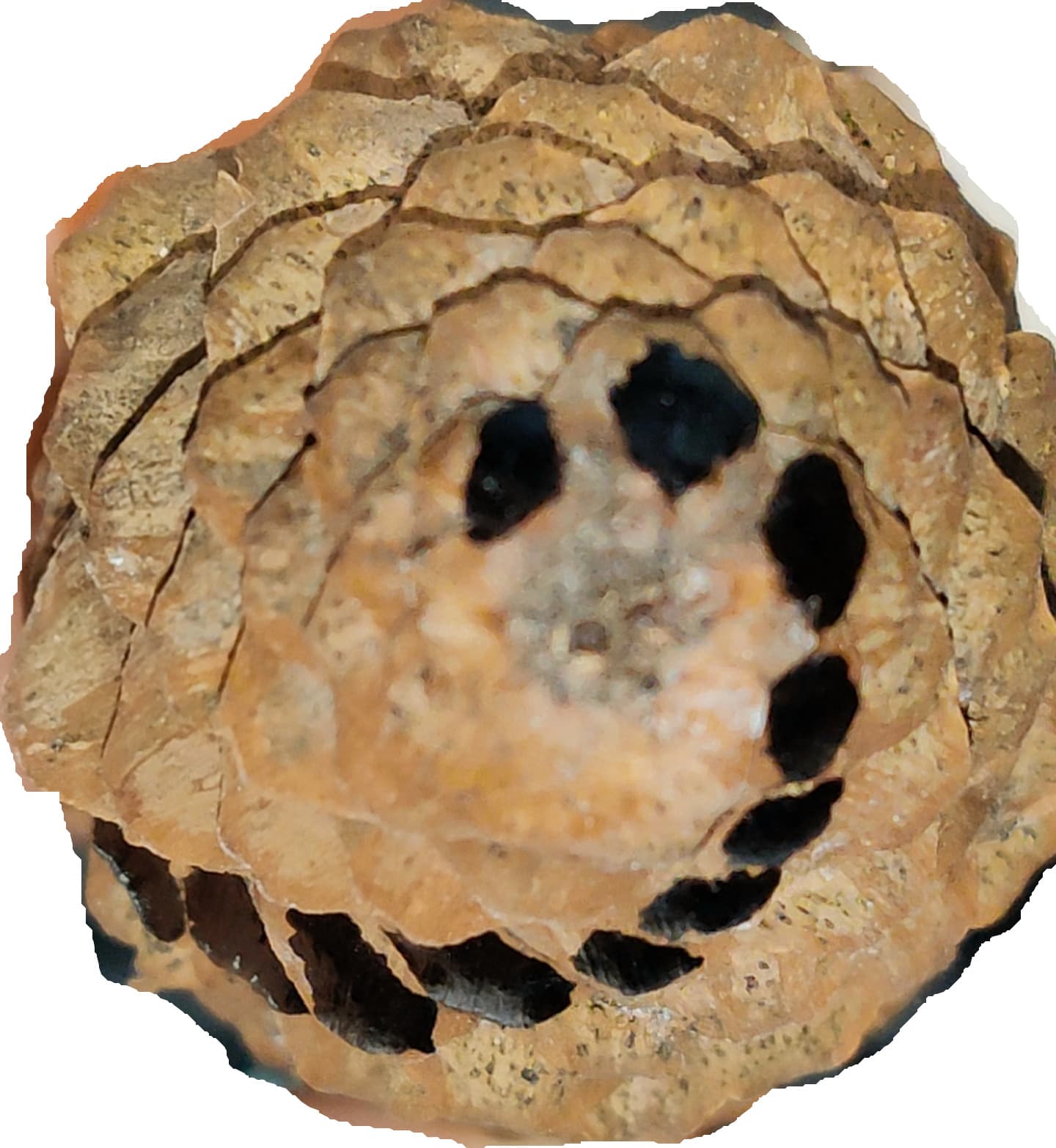 A pine cone photographed from the base, showing its bracts arranged in clear spiraling rows.