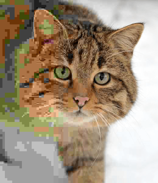 Photo of a wildcat in which the image quality drops from right to left, with blocky squares and smeared colour becoming visible on the left.
