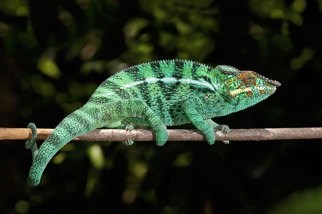 A male panther chameleon on a branch, its skin patterned in bright green, blue and red.