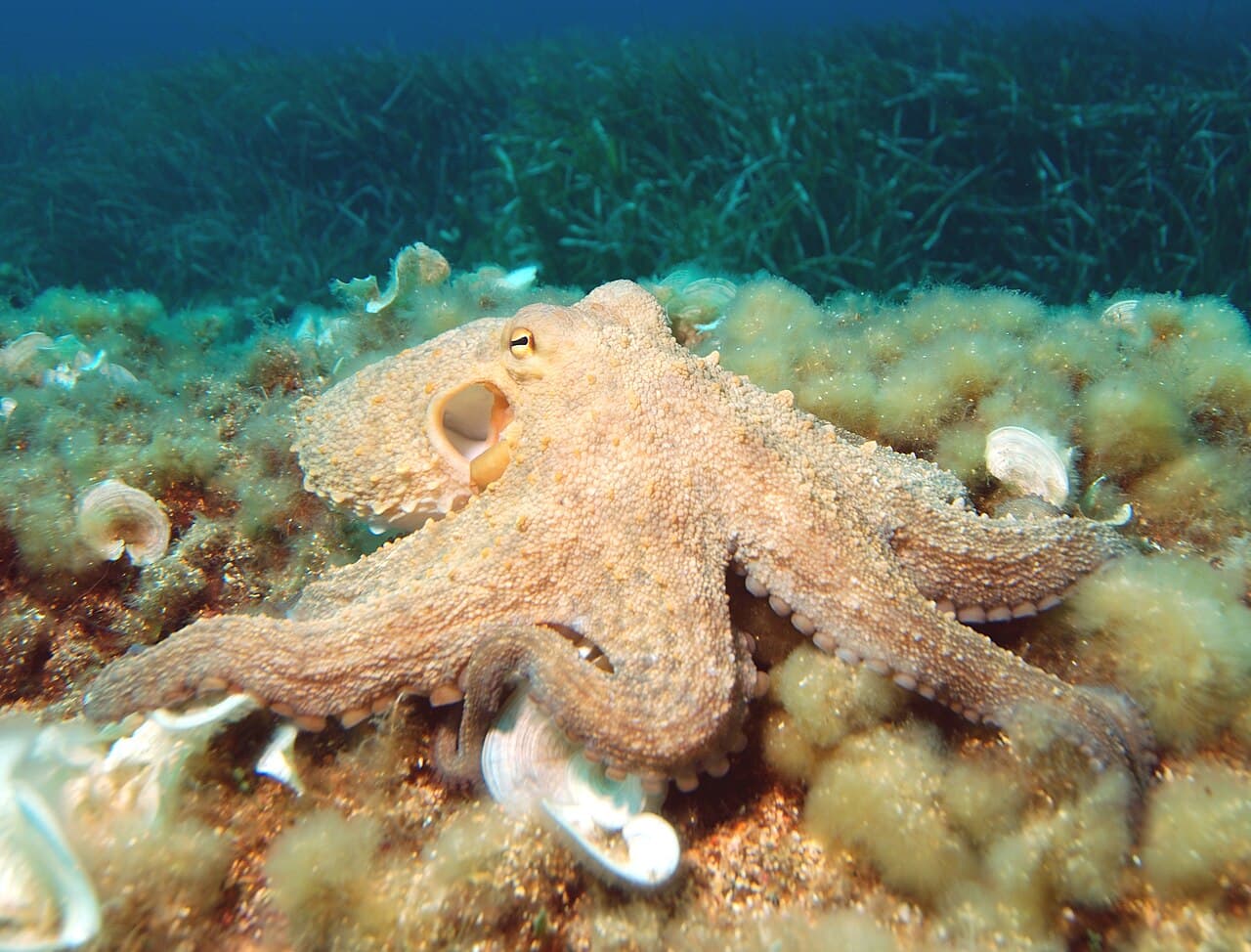 A common octopus resting on the sea floor, its arms curled around it.