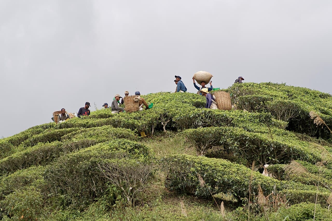 Workers harvesting tea leaves by hand on a green, terraced tea plantation.