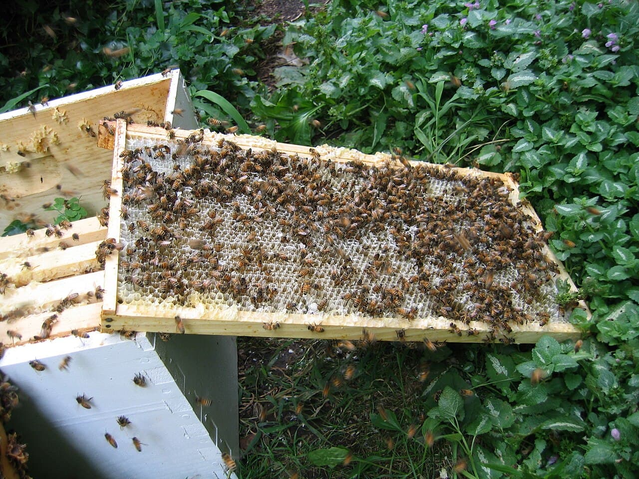 Close-up of many honey bee workers covering a honeycomb.