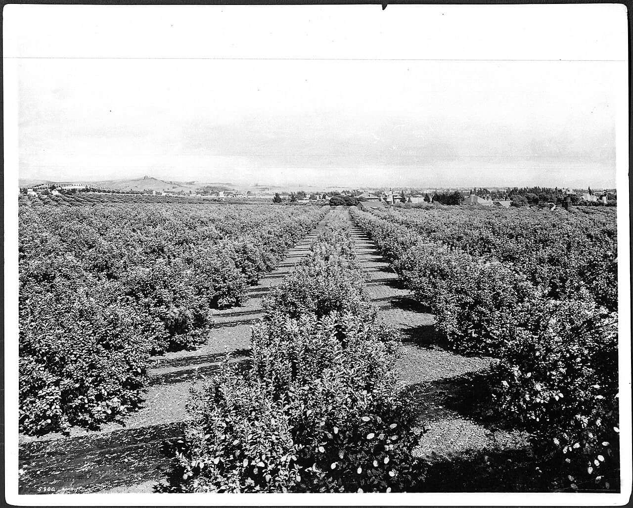 A sunny black-and-white panorama of lemon groves and scattered houses in front of hills, around 1905.