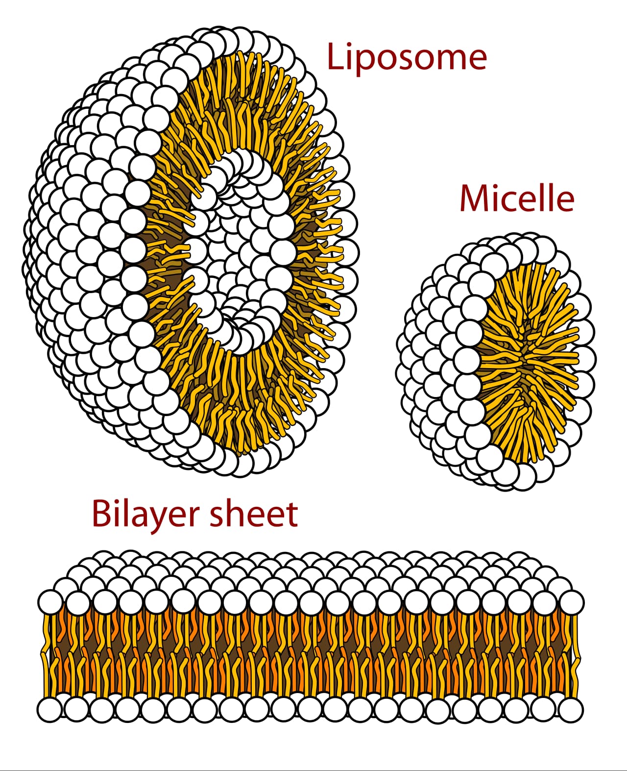 A diagram showing cross sections of structures that amphiphilic lipid molecules form in water, including a spherical micelle, a bilayer, and a liposome.