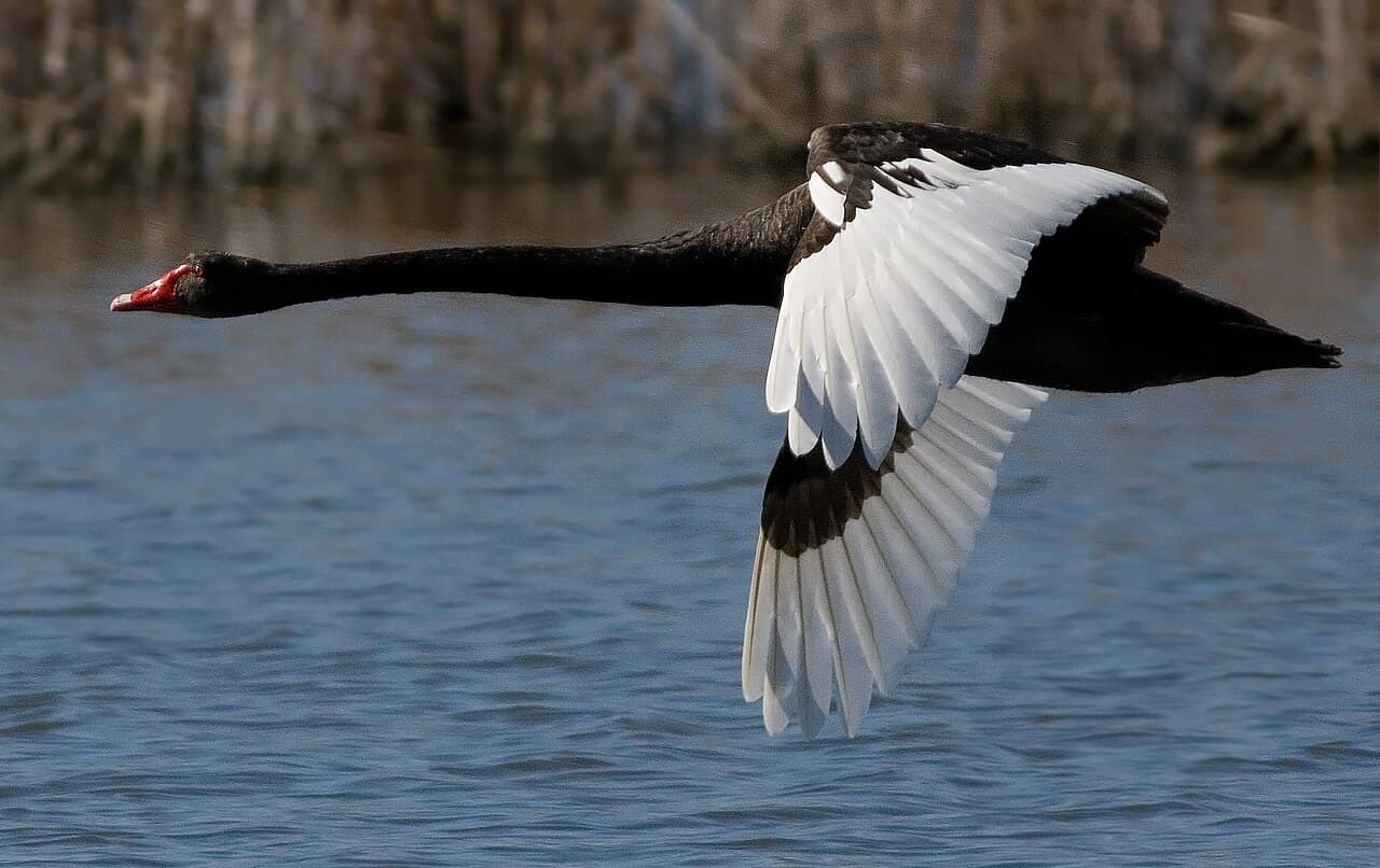 A black swan in flight against a blue sky, its wings spread to show white flight feathers.