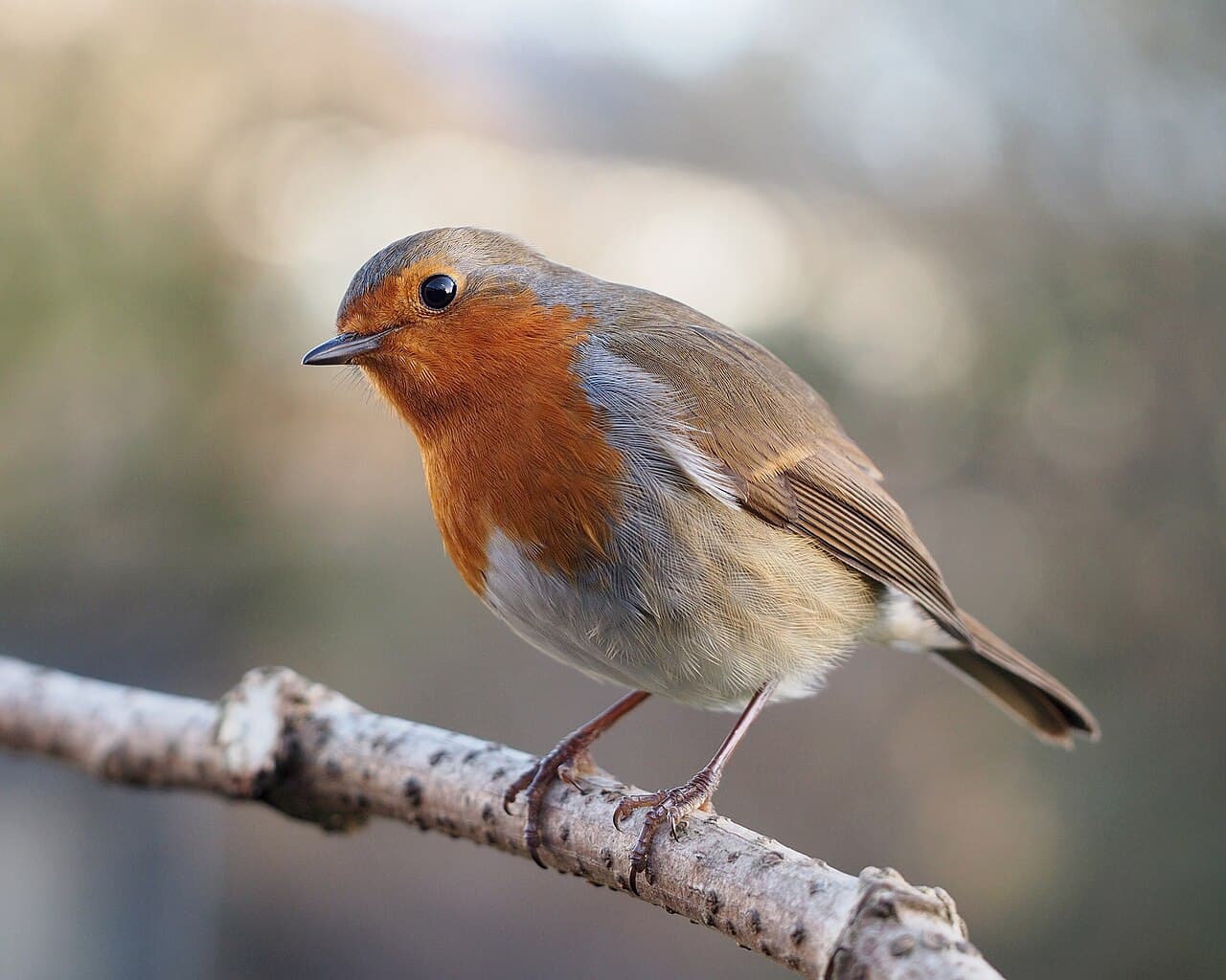 A European robin with an orange-red breast perched on a branch, head tilted.